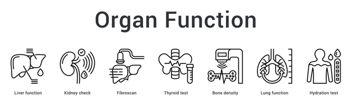 Organ function banner web icon monitors liver, kidney, thyroid, bone and lung health through specialized testing.