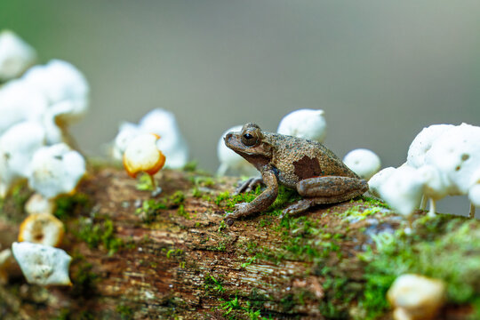 Panama Cross-banded Tree Frog (Smilisca sila) perched on a mossy branch surrounded by small white mushrooms in a tropical rainforest.