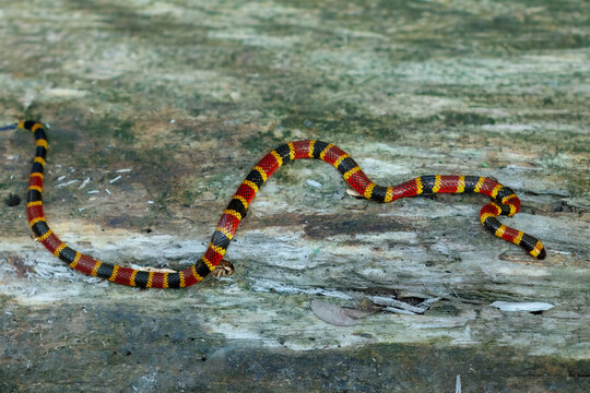 A highly venomous Mosquito Coral Snake (Micrurus mosquitensis) slithering across a weathered log in a Caribbean lowland rainforest, displaying its vibrant aposematic warning colors.