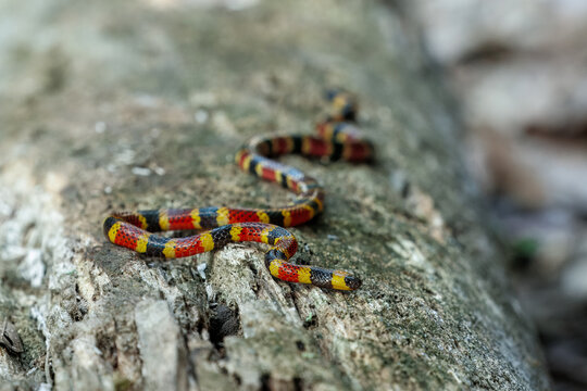 A highly venomous Mosquito Coral Snake (Micrurus mosquitensis) slithering across a weathered log in a Caribbean lowland rainforest, displaying its vibrant aposematic warning colors.