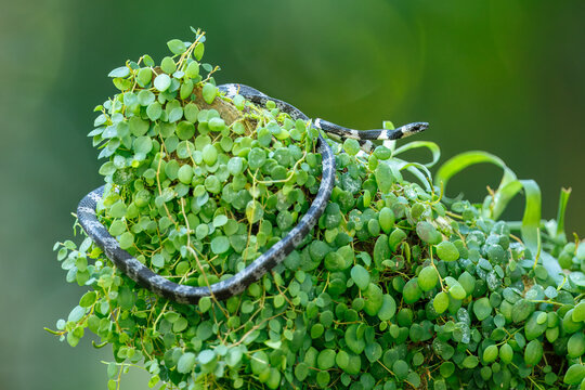 Neotropical Snail-eater snake (Dipsas articulata) crawling through a dense cluster of green epiphytes and moss on a tree branch in a tropical rainforest.
