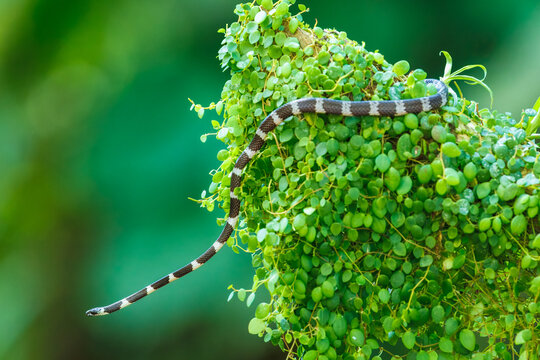 Neotropical Snail-eater snake (Dipsas articulata) crawling through a dense cluster of green epiphytes and moss on a tree branch in a tropical rainforest.