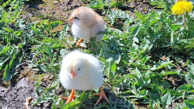 Video with two chicks. 4K
