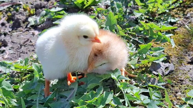 Video with two chicks. 4K
