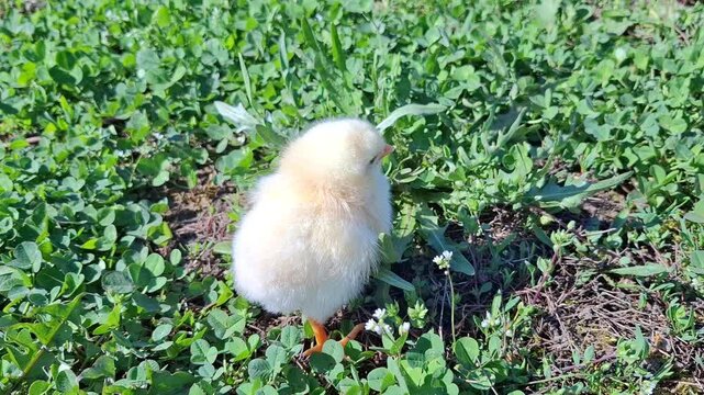 Video with a chick