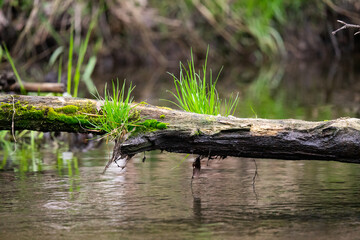 W rytmie rzeki, gałąź na zimorodka, natura,  © MarcinRoj.Fotografia