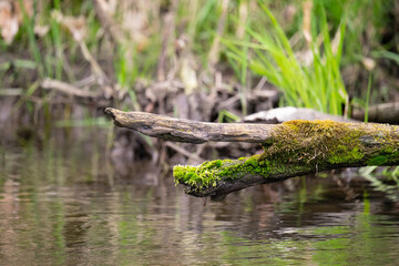 W rytmie rzeki, gałąź na zimorodka, natura,  © MarcinRoj.Fotografia