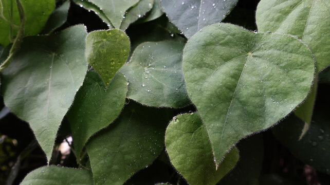 Fresh cincau bulu leaves (cyclea barbata) with morning dew macro close up