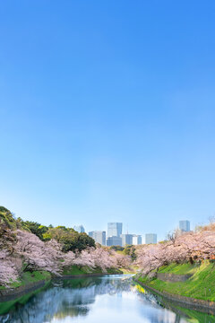 千鳥ヶ淵　満開の桜　青空　東京　千代田区　コピースペース