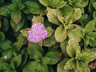 Green leaves and pink flower of a hydrangea bush with rain drops. Natural background.