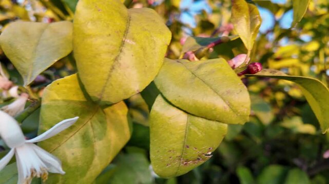 Azahar spring white blossoms and yellow green leaves on orange blossom tree branch in natural garden setting with soft blue sky background fresh botanical detail