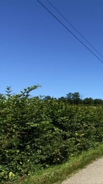 Sunny day on a quiet rural road bordered by lush green bushes and clear blue sky in the Morvan region of France.