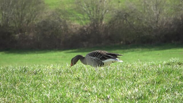 Greylag goose grazing on lush green grass