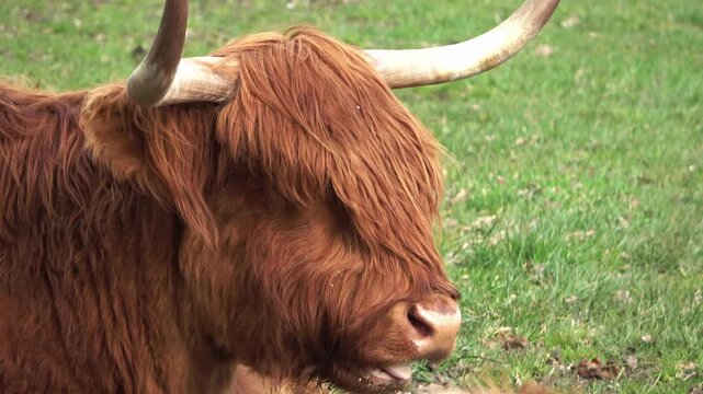 Highland cow chewing cud in green pasture