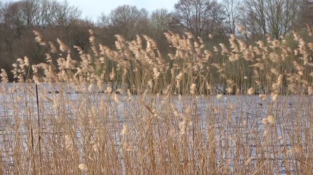 Golden common reed swaying in the wind by a lake