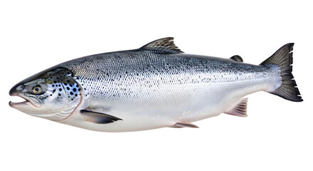 Obraz premium A large silver fish with black spots swimming in the water