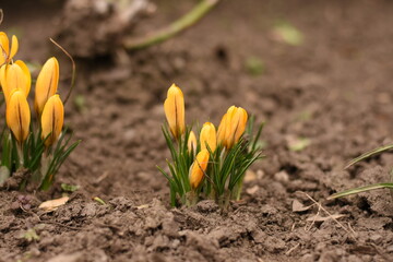 Fototapeta premium Close side photo: yellow crocuses growing.