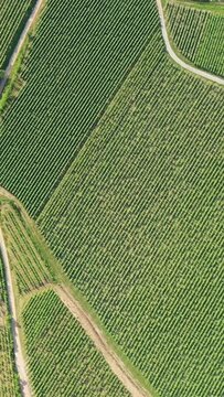 Drone shot of lush green vineyard rows and dirt paths in Alsace, France, captured during summer. The geometric patterns of the vines create a striking agricultural landscape.