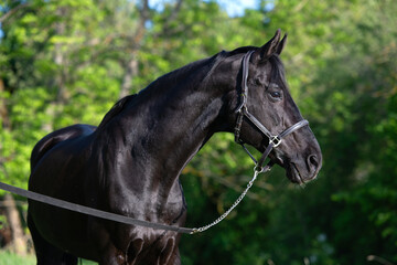 Obraz premium portrait of beautiful black stallion posing at sunny spring day in nice place with trees