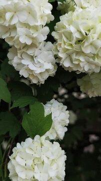 Lush white viburnum opulus flowers, also known as snowball bush, blooming on a branch with green leaves. Beautiful floral background