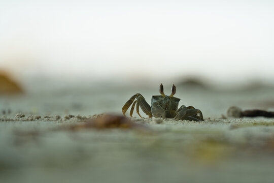 Ghost crab digging hole in the sand, Mahe, Seychelles 