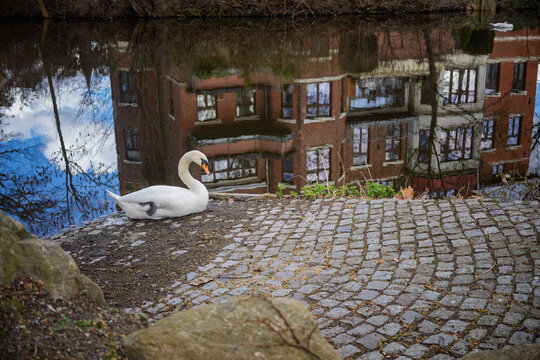 Swan resting by a German park pond with building reflection