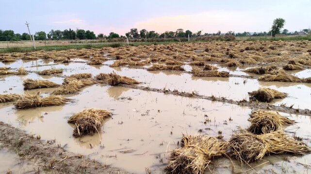 Harvested wheat crop bundles in a flooded field after rainfall in rural India.