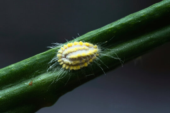  Macro of Seychelles scale (Icerya seychellarum a significant, widespread sap-sucking pest on passion fruit stemp, Mahe, Seychelles.