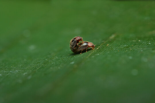 A pair of mating scale-eating ladybird beetles, ( Rhyzobius lophanthae) Mahe, Seychelles  