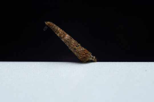 Macro of moth larva, commonly known as a bagworm, white and black background, Mahe, Seychelles 