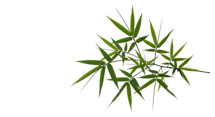 Obraz premium A lush green bamboo branch with many leaves isolated on white background for design and decoration purposes