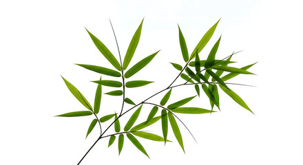 Obraz premium A branch of green bamboo leaves isolated on white background, showcasing natural beauty and serenity in a simple composition
