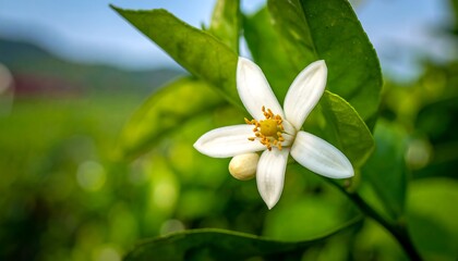 Fototapeta premium Close-up of a delicate white citrus flower blooming in sunlight.