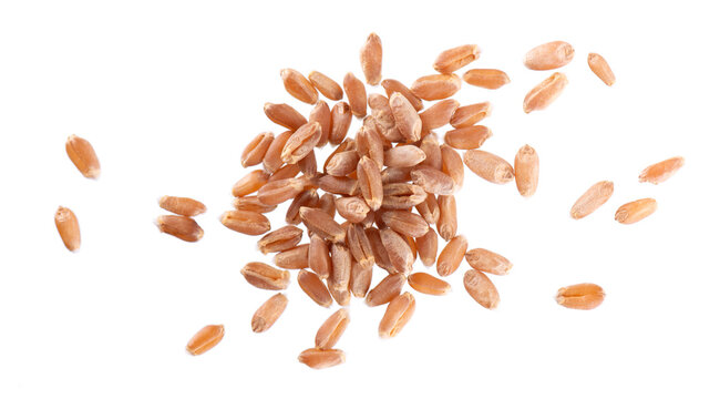 Organic peeled spelt grains isolated on white background. Triticum spelta or dark wheat. Clipping path. Top view.