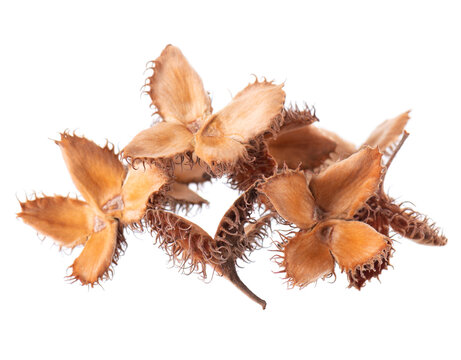 Beechnuts seeds isolated on white background. European beech nuts or Fagus sylvatica. Clipping path.