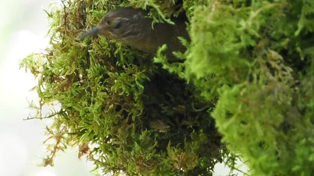 巣から出てきて飛び出す瞬間のミソサザイ