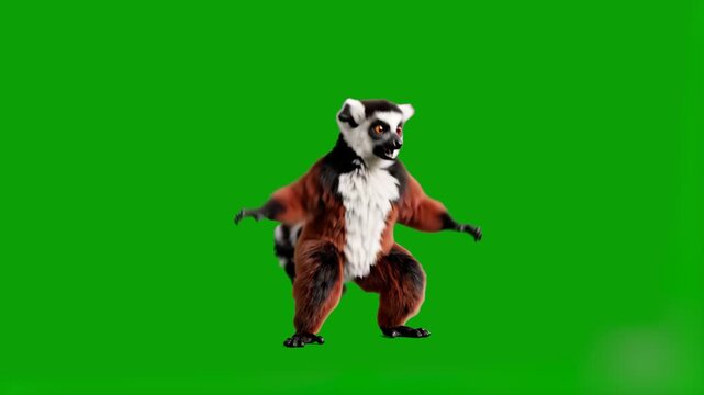 A photorealistic 3D animated ring-tailed lemur character performs a lively dance on a solid green chroma key background. This high-quality animation is ideal for wildlife-themed children's content or 