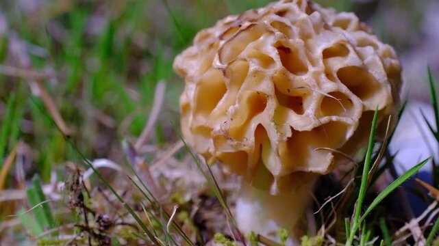 morel mushroom