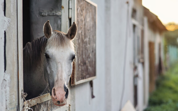 White Arabian horse only head visible out from stables box, blurred afternoon sunlight background