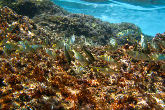 Group of cow bream - Sarpa salpa - fish swimming in Mediterranean sea as seen during snorkelling near Lloret de Mar