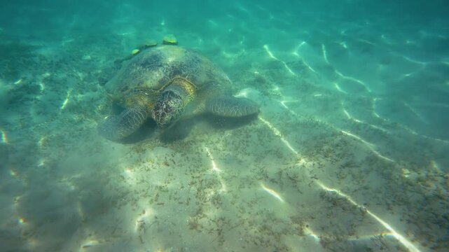 Snorkeling at Marsa Mubarak, Green sea turtle with remora or sharksucker fish on shell grazing seagrass growing over sandy sea floor in shallow water near shore