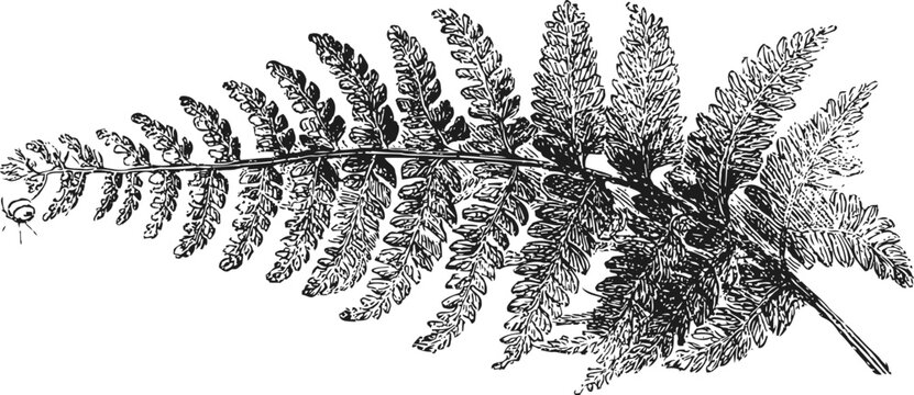 Detailed botanical illustration of a fern leaf with intricate foliage and pinnate pattern