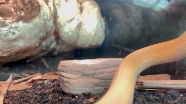 Close-up of Albino Snake Flicking Tongue in Terrarium Enclosure