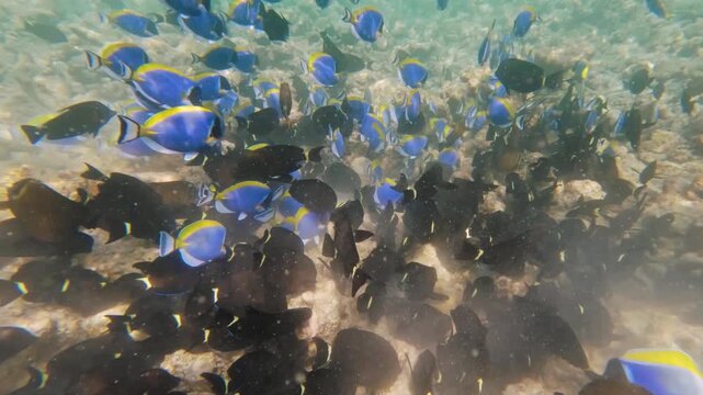 Snorkeling in Maldives near Dhiffushi, group of fish - Powder blue tang and Black surgeonfish swim over rocky sea bottom