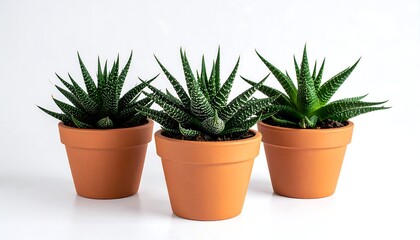Fototapeta premium Three potted succulents in terracotta pots against white background.