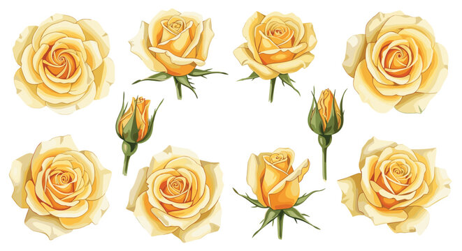 Botanical set of exquisite yellow rose flowers in different stages of bloom including closed buds and full flowers.