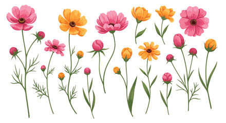 Fototapeta premium Diverse collection of pink and yellow cosmos and other wildflowers with green stems and buds isolated on white background.