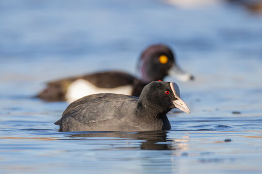 A coot has just arrived at bird rich bay in Southern Finland