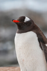 Fototapeta premium Gentoo Penguin, Pygoscelis papua, Antartica, Port Lockroy, Antartica.