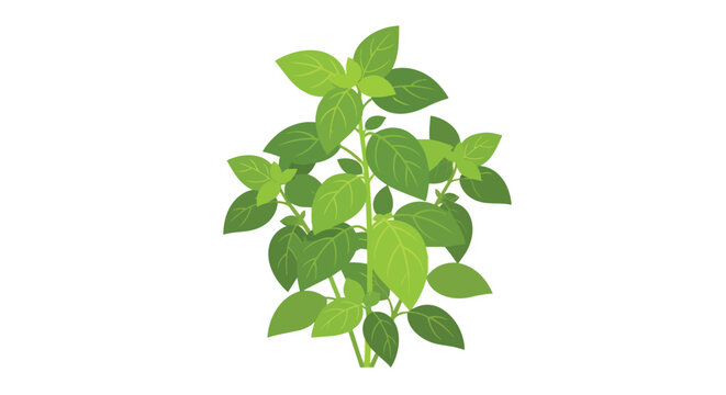 Fresh Green Basil Plant Illustration Isolated on White Background